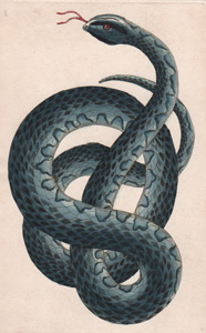 Fasciated Snake